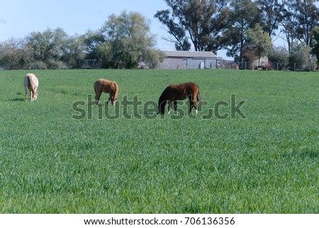 a mare and 2 young horses grazing on a grass pasture with trees and farm shed and silo with a fence in the background
