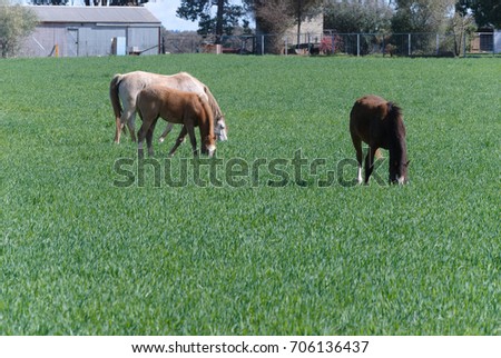 three horses grazing on a grass pasture with a rural shed and silo with a fence in the background on a sunny day