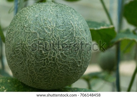 Baby melon rock ball on the tree on the farm.