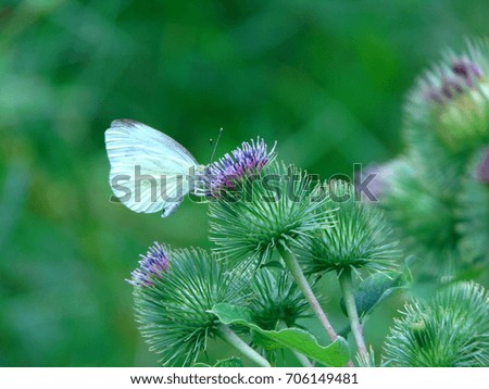 macro photo with a decorative background of a beautiful insect butterfly forest flower as the source for design, advertising, print, posters, decor