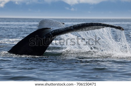Close up of a humpback whale tail as it dives into the ocean