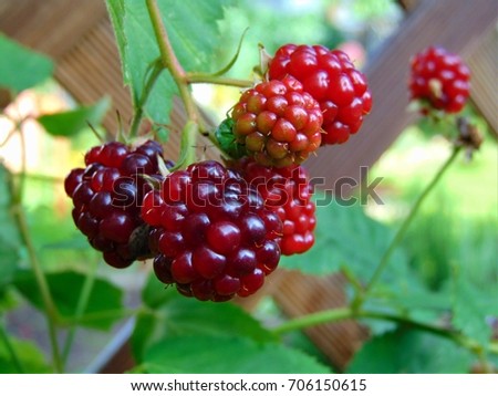 macro photo with a decorative background texture of bright red berry fruits on the branch of a garden shrub as the source for design, advertising, print, posters, decor