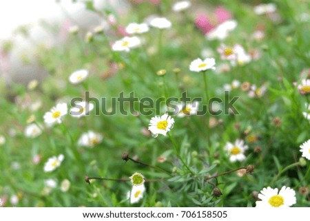 Chamomile field flower on a meadow