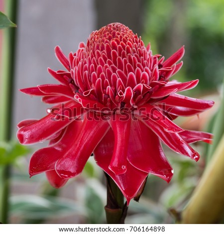 Multiple lobes red wild flower from Thailand