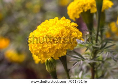 Marigold flower is Blossoming