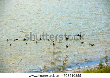 A group of waterbirds swimming together in the middle of a lake trying to cross the river
