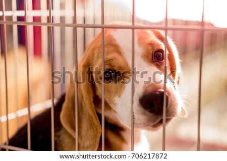Beagle dogs are in the cage. Royalty-Free Stock Photo #706217872