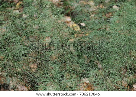 Green natural background of forest grass of different shapes