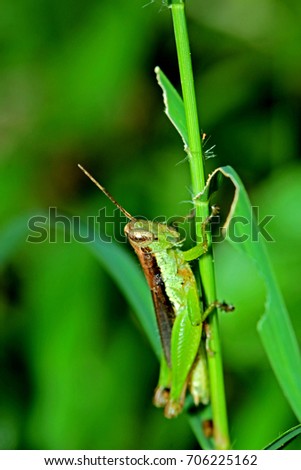 A grasshopper in nature
