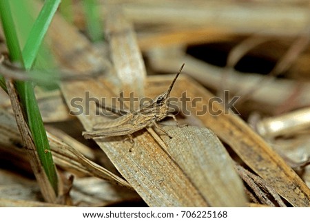 A grasshopper in nature