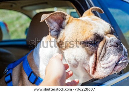 Picture of a french bulldog sitting in the car