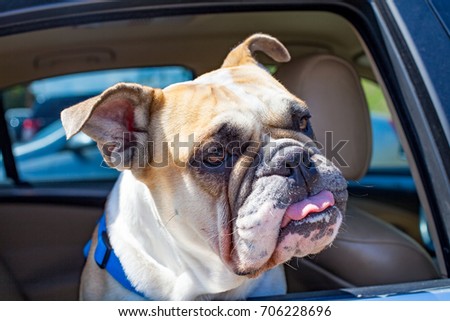 Picture of a french bulldog sitting in the car