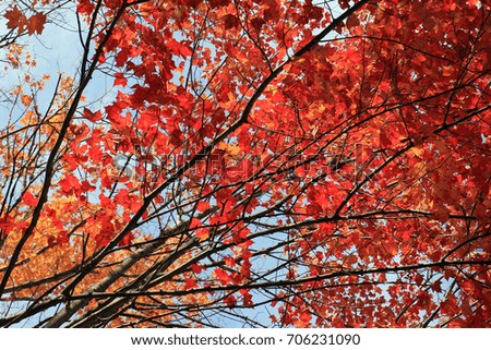 Colourful fall leaves on the trees 