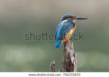 The common kingfisher (Alcedo atthis)the Eurasian kingfisher, and river kingfisher, is a small kingfisher with seven subspecies recognized within its wide distribution across Eurasia and North Africa. Royalty-Free Stock Photo #706232833