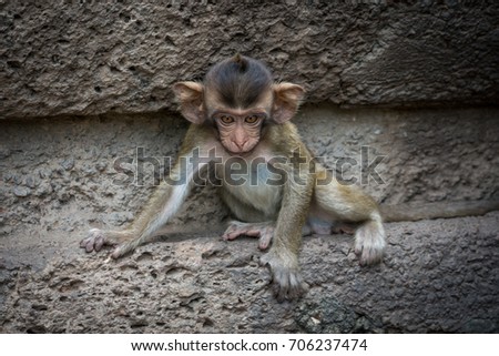 This picture shows a monkey and was taken in Thailand