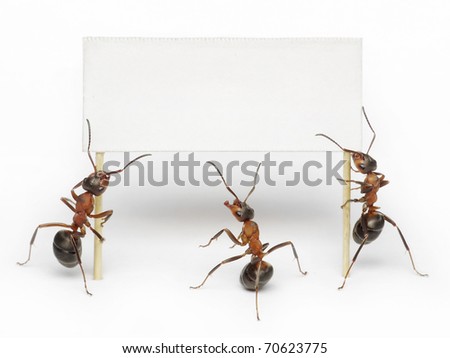 team of ants holding blank, placard, message or advertising billboard