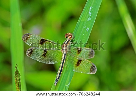 Dragonfly on leaf Royalty-Free Stock Photo #706248244