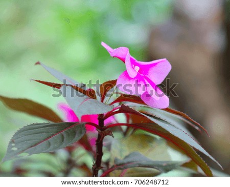 pink flower on blur background