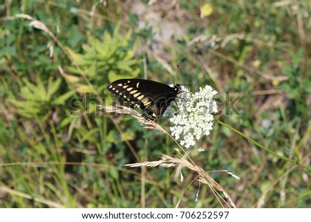Giant swallowtail butterfly (Black and yellow butterfly)