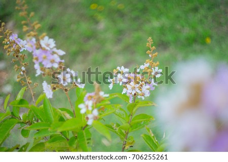 Flower name is Lagerstroemia or floribunda.