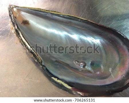 Pearls inside of a mussel shell