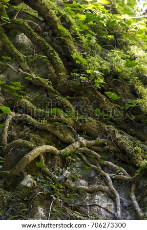 trees roots in mountain wood