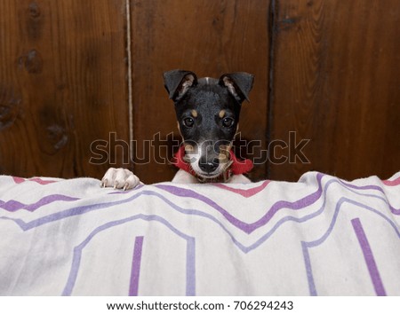 Face of curious dog, fox terrier close up, portrait of young doggy