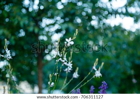 Beautiful tiny white flowers with nature background.