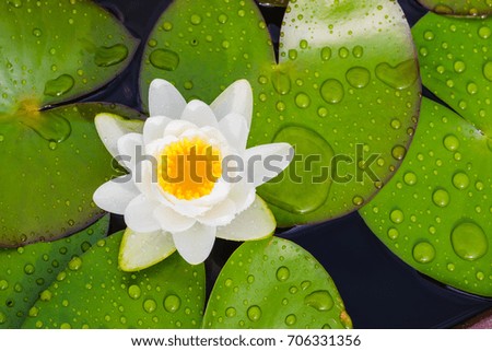 Rain drops water of white lotus flower  background for text or decorative artwork. 