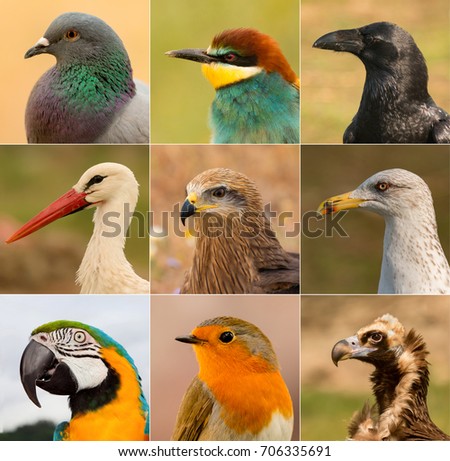 Portraits of different birds in freedom Royalty-Free Stock Photo #706335691