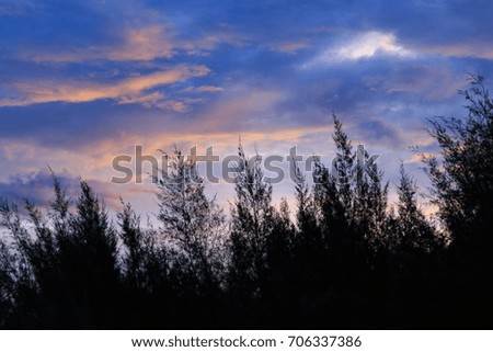 Silhouette Pine and Sunset sky, For graphics background