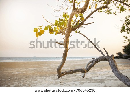 background pictures of sandy beaches with trees and sea
