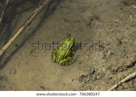 Green little frog in the water