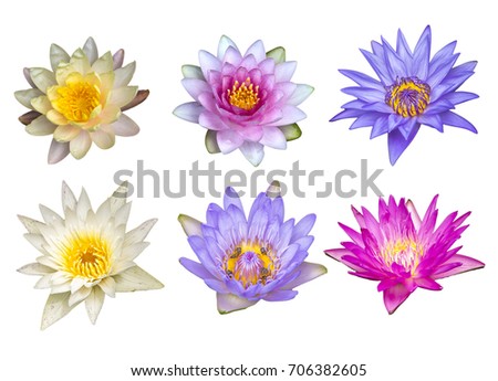 Isolated set of Beautiful Lotus flower on white background, different colour of waterlilies.