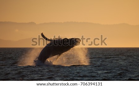 Sunset colors breaching humpback whale Royalty-Free Stock Photo #706394131