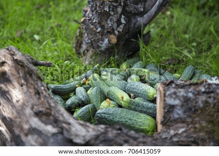  Fresh cucumbers are scattered on a grass. Horizontally.