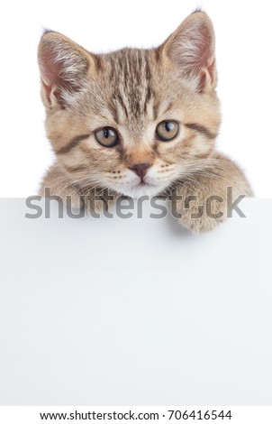 Scottish cat kitten behind banner isolated on white background.