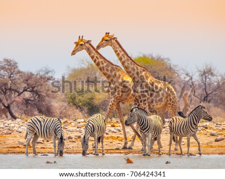 Two giraffes and four zebras at waterhole in Etosha National Park, Namibia Royalty-Free Stock Photo #706424341