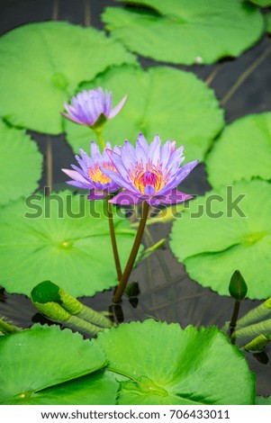purple lotus in pond. It is colorful lotus.