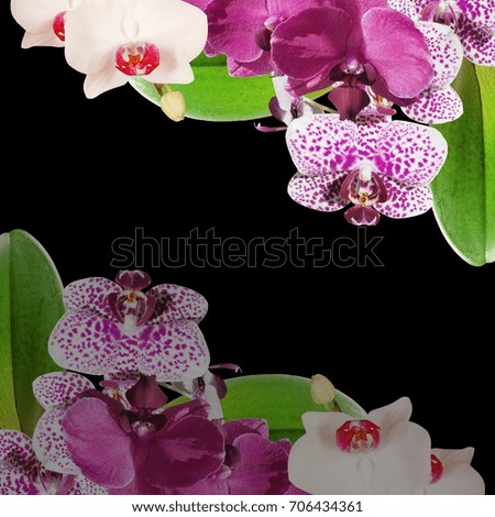 Beautiful floral background with orchids 