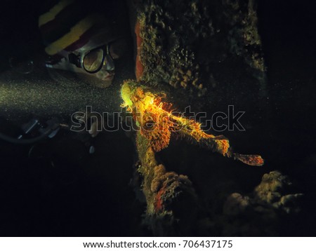 Scubadiver giving a kiss underwater to a scorpion fish highlighted with a torch during night dive in Red Sea. Taken during diving safari near Sharm el Sheikh, Egypt. Amazing nature