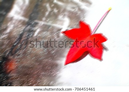 Distorted wavy  picture of red japanese maple leaf on transparent umbrella with water drops. Blurred abstract fall background.