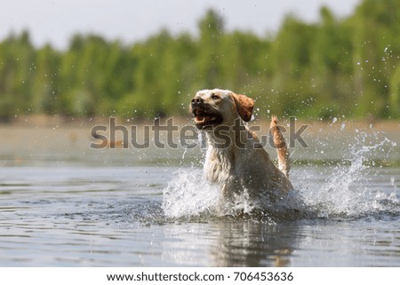 picture of a labrador retriever who runs through a lake