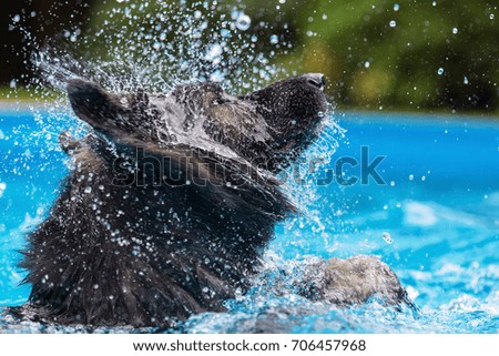 picture of an Old German Shepherd who shakes the head in a swimming pool