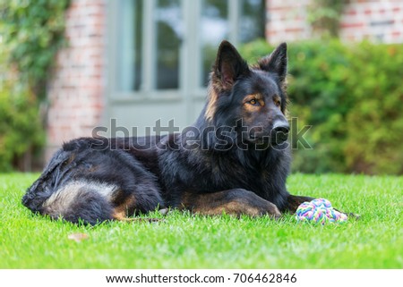 portrait picture of an Old German Shepherd dog who lies in the garden