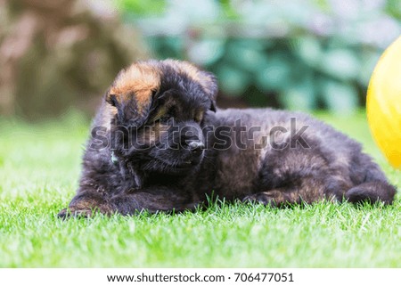 portrait picture of an Old German Shepherd puppy