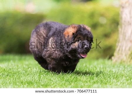 picture of an Old German Shepherd puppy which runs on the meadow