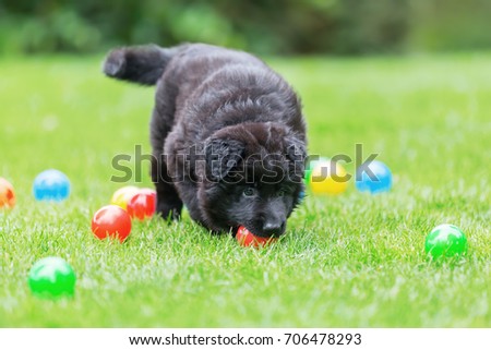 picture of an Old German Shepherd puppy who plays with balls
