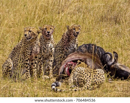 4 Cheetahs feeding