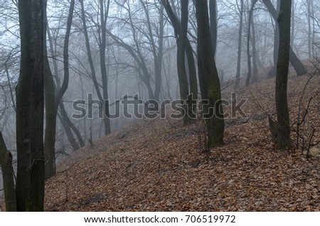 foggy morning .cold forest , trees and pine trees in fog , mount